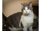 Adopt LILY a Domestic Short Hair