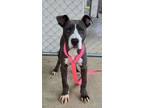 Adopt TIA a Pit Bull Terrier, Mixed Breed