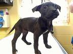 Adopt CINCINNATI a Pit Bull Terrier, Mixed Breed