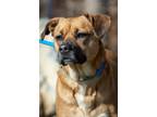 Adopt Wilma a Boxer