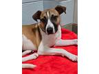 Adopt Pip a Hound, Jack Russell Terrier