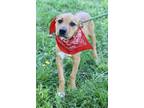 Adopt SPICE a Black Mouth Cur, Mixed Breed