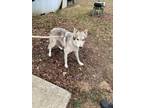 Adopt Tequila a Husky, Mixed Breed