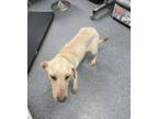 Adopt B-2 Aka Honeybee a Labrador Retriever