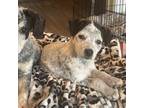 Adopt Pepper a Mixed Breed, Australian Cattle Dog / Blue Heeler