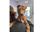 Adopt Ginger a Staffordshire Bull Terrier