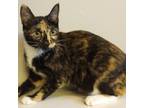 Adopt Dulce a Domestic Short Hair