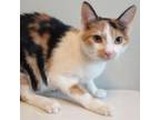 Adopt Delilah a Domestic Short Hair