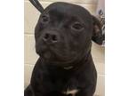 Adopt PEBBLES a Pit Bull Terrier