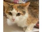 Adopt ZANNY a Domestic Short Hair