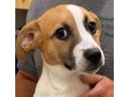 Adopt BUFFY a Beagle