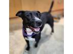 Adopt Viola a Mixed Breed