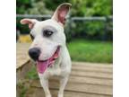 Adopt Thea a Mixed Breed