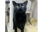 Adopt Licorice a Domestic Short Hair