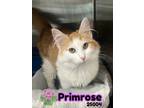 Adopt Primrose a Domestic Medium Hair