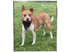 Adopt Molly a Australian Shepherd, American Staffordshire Terrier