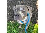 Adopt Oatly a Pit Bull Terrier, Mixed Breed