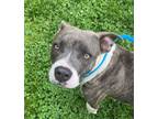 Adopt Howdy a Pit Bull Terrier, Mixed Breed