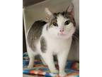 Adopt Delilah /AC 25346 a Domestic Short Hair