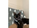 Adopt Agatha a Domestic Short Hair