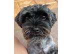 Adopt Tilly a Shih Tzu, Mixed Breed