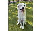 Adopt Summer a Retriever, Mixed Breed