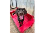 Adopt Lop a Labrador Retriever, Mixed Breed