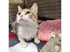 Adopt Buttercup a Domestic Short Hair