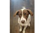 Adopt Molly a Labrador Retriever, Pointer