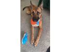 Adopt Harley a German Shepherd Dog, Belgian Shepherd / Malinois