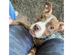 Adopt Pippy a Pit Bull Terrier