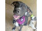 Adopt Braylynn a Pointer, Pit Bull Terrier