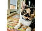 Adopt Knit One Purl One a Domestic Short Hair
