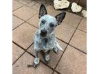 Adopt Vivid Sky a Australian Cattle Dog / Blue Heeler