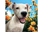 Adopt Casa Blanca a Pit Bull Terrier