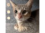 Adopt Soup Dumpling // 0474 a Domestic Short Hair