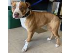 Adopt Daphne a Pit Bull Terrier