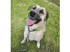 Adopt Callie a Anatolian Shepherd, Mixed Breed