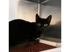 Adopt Chloe a Domestic Short Hair