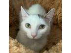 Adopt Winnie a Domestic Short Hair