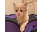 Adopt Birdie a Domestic Medium Hair