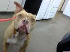 Adopt KATY a Pit Bull Terrier, Mixed Breed