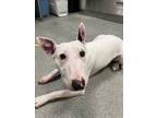 Adopt TARGET a Bull Terrier