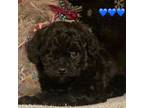 Poodle (Toy) Puppy for sale in Peoria, IL, USA