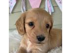 Dachshund Puppy for sale in Sarcoxie, MO, USA