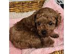 Poodle (Toy) Puppy for sale in Bogart, GA, USA