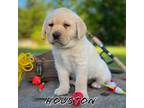 Labrador Retriever Puppy for sale in Lynchburg, VA, USA