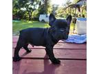 French Bulldog Puppy for sale in Ocala, FL, USA