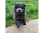 Chow Chow Puppy for sale in Norton, OH, USA