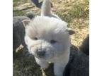 Chow Chow Puppy for sale in Rothschild, WI, USA